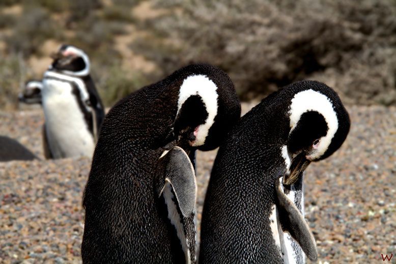 Pingüinos en la Patagonia Argentina