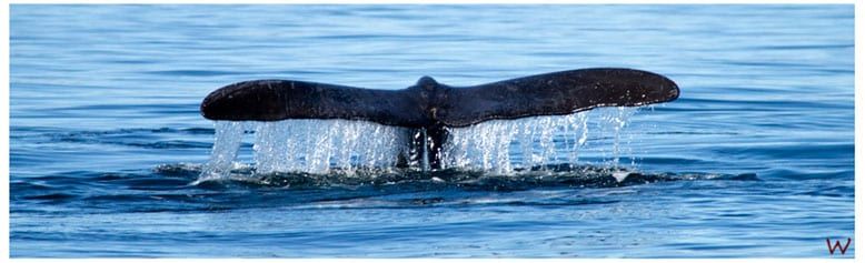 Cola de Ballena