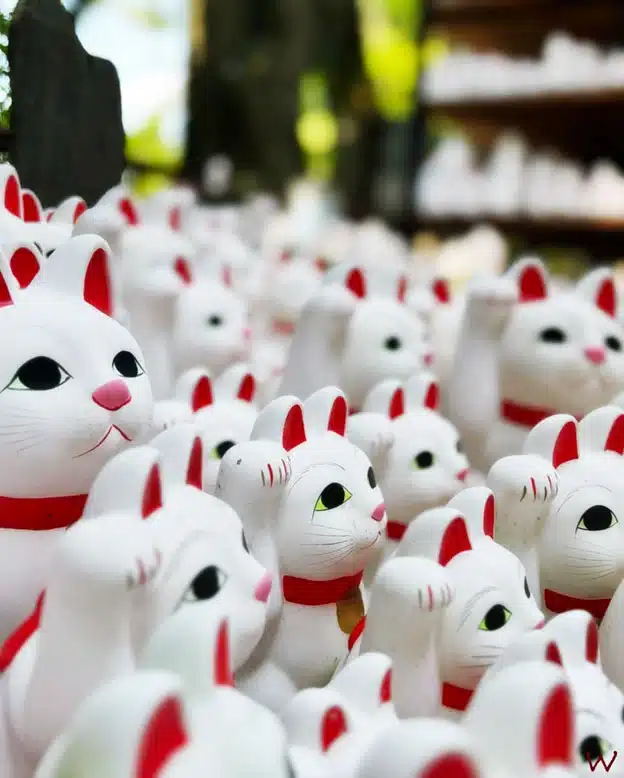 Descubre cómo visitar el Templo de los Gatos de Tokio