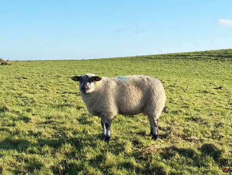 Vemos una oveja al visitar los acantilados de Moher