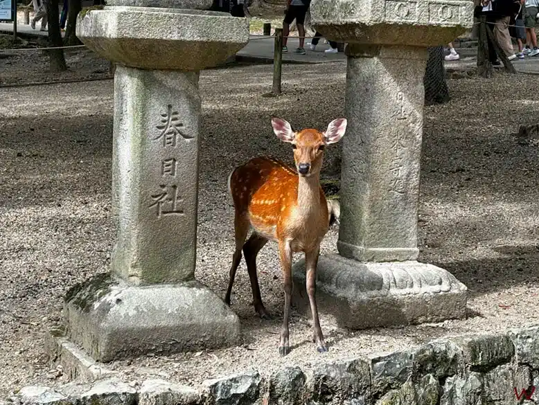 Ciervos y templos en el Parque de Nara