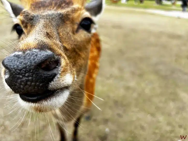 Los ciervos al visitar el Parque de Nara y sus templos