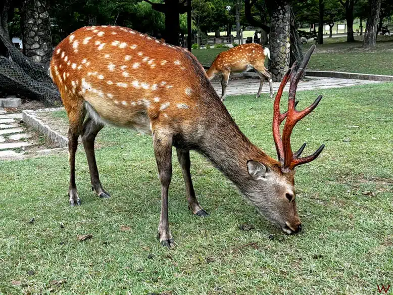 El Parque de los Ciervos en Nara