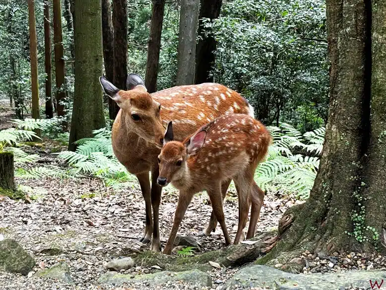 Ciervos en el Parque de Nara, uno de los lugares que ver en kioto