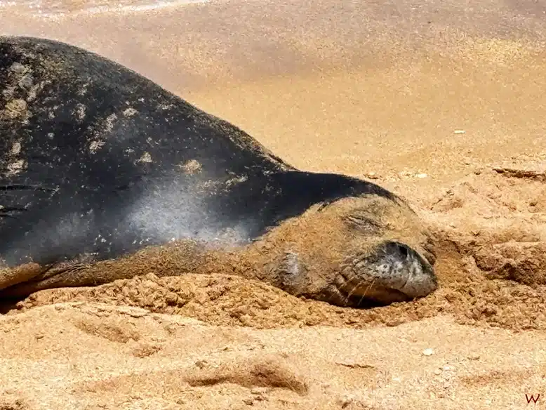 Una foca monje en una de las mejores playas de Kauai