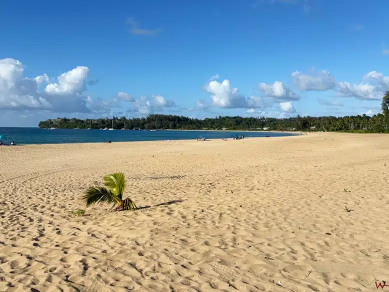 Hanalei Bay en la isla de Kauai (Hawaii)
