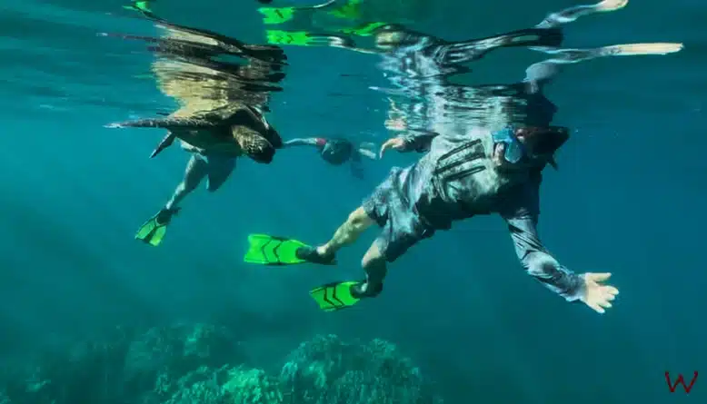 Nadando con tortugas en Hawaii