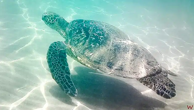 Tortuga nadando en playa de hawaii