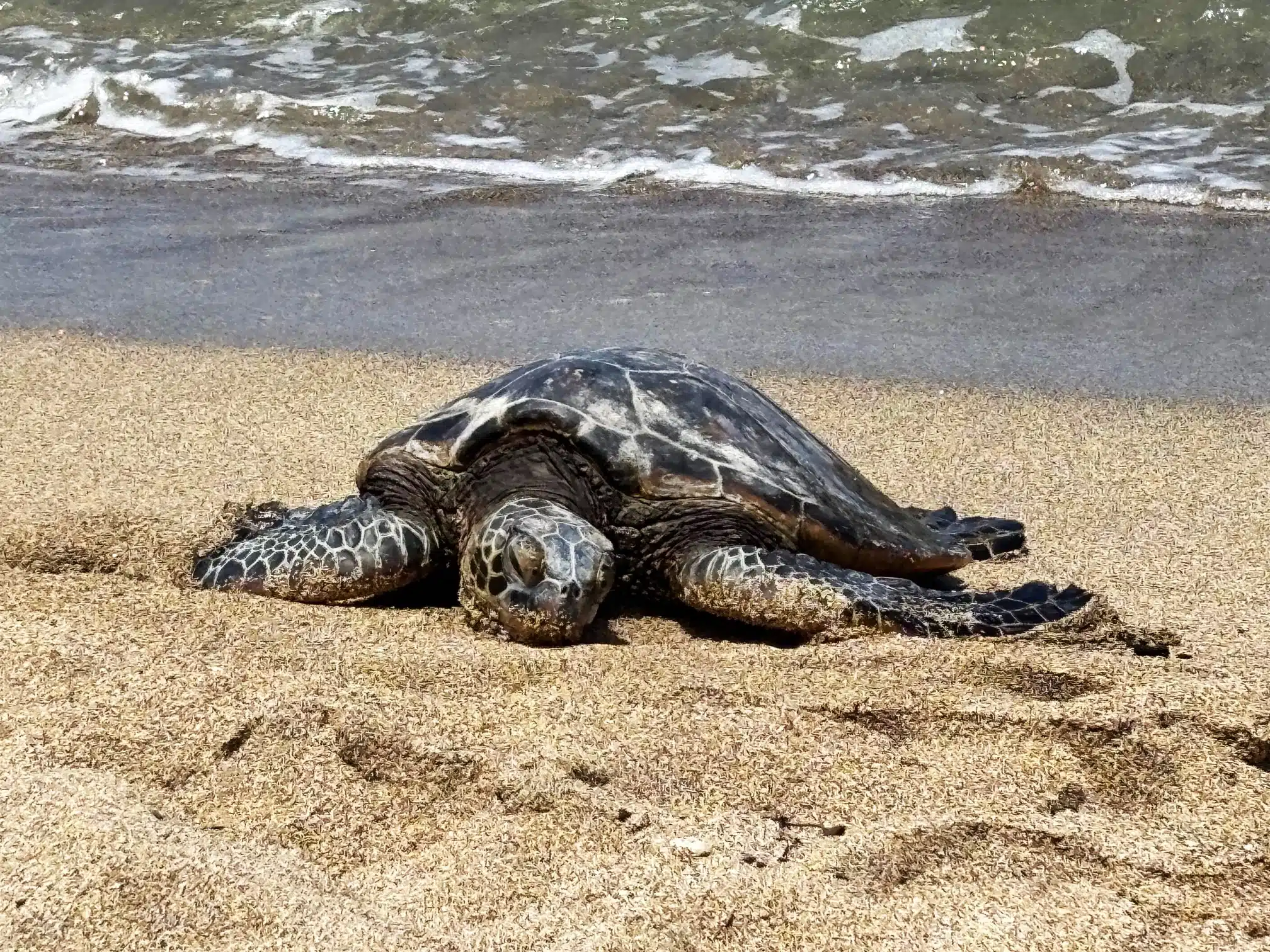 Una tortuga Hawaiana en Poipu Beach, una de las playas más bonitas de Hawaii