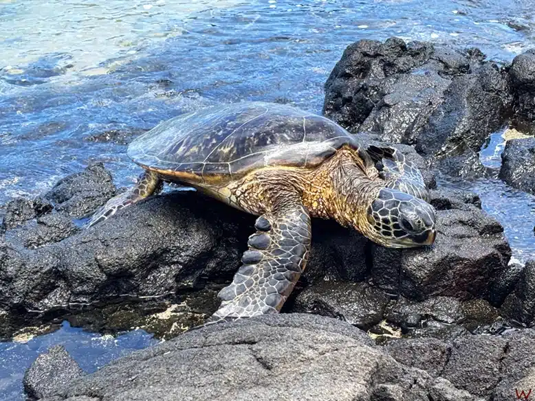 Waikoloa Beach es buen lugar para ver tortugas en Hawaii