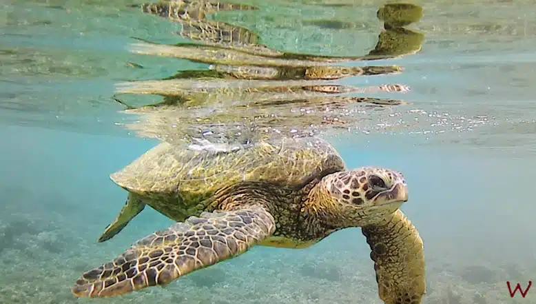Tortugas en las playas más bonitas de Hawaii