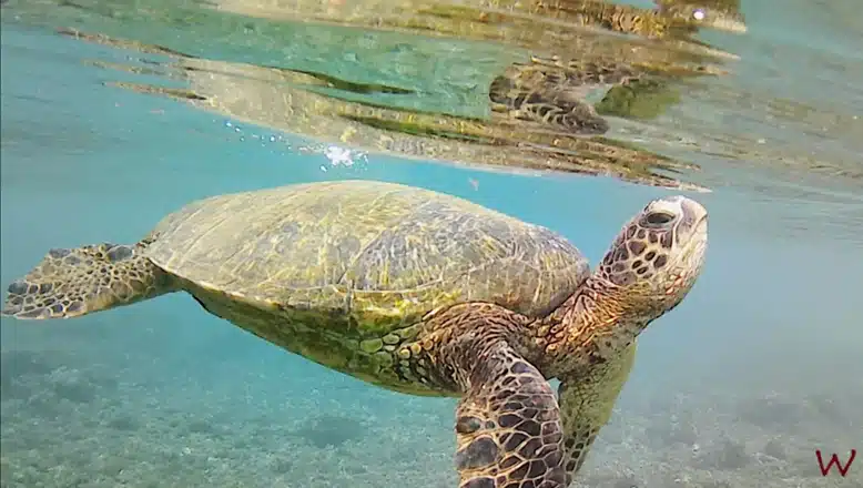 Tortuga nadando en Hawaii