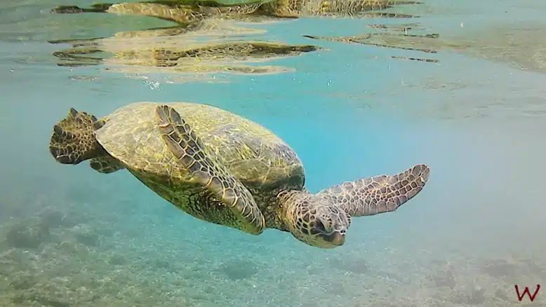 Nadar con tortugas, una de las mejores cosas que hacer en Oahu