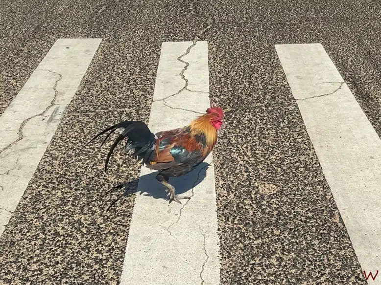 Conducir por Hawaii. Los mejores consejos
