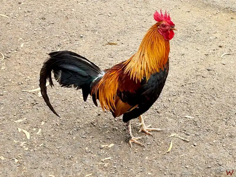 Cuidado con los gallos al conducir por Hawaii