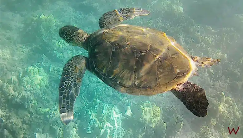 Nadar con tortugas es una de las mejores cosas que hacer en Kauai