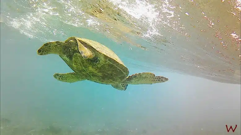 Una tortuga flota sobre nosotros en Turtle Beach