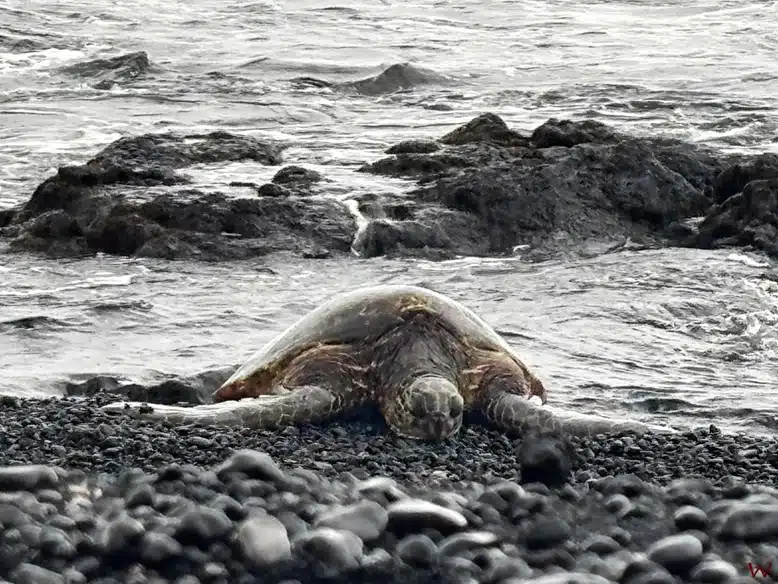 Reserva de tortugas en Punalu'u Beach, Big Island