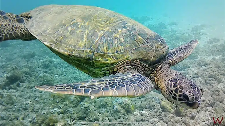 Vamos a nadar con tortugas en Hawaii