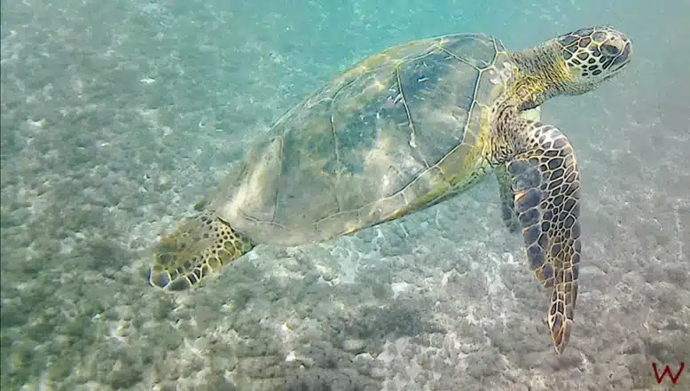 Nadar con tortugas en Hawaii