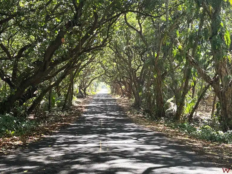 El "Tree Tunnel" de Big Island