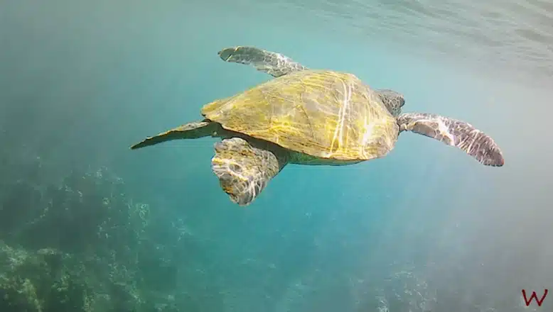 Uno de los mejores lugares donde nadar con tortugas en Hawaii