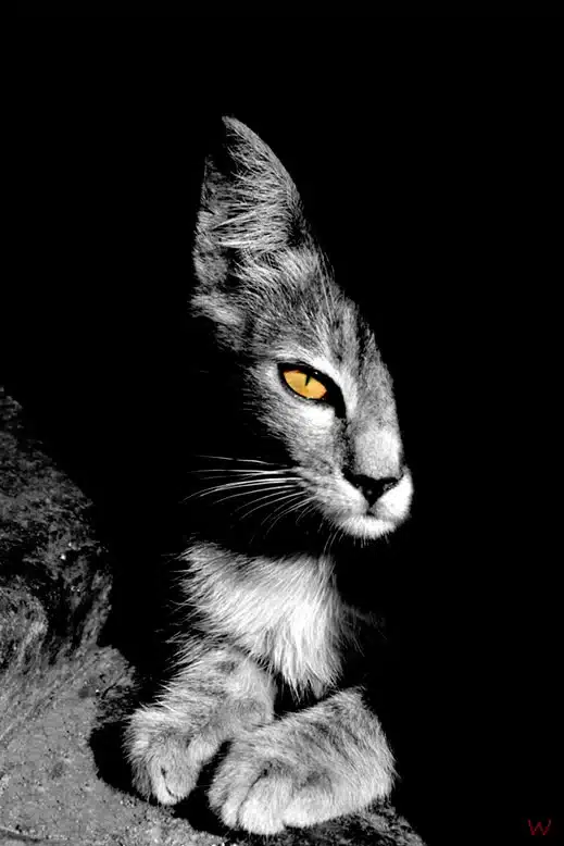 La mirada de un gato en Estambul