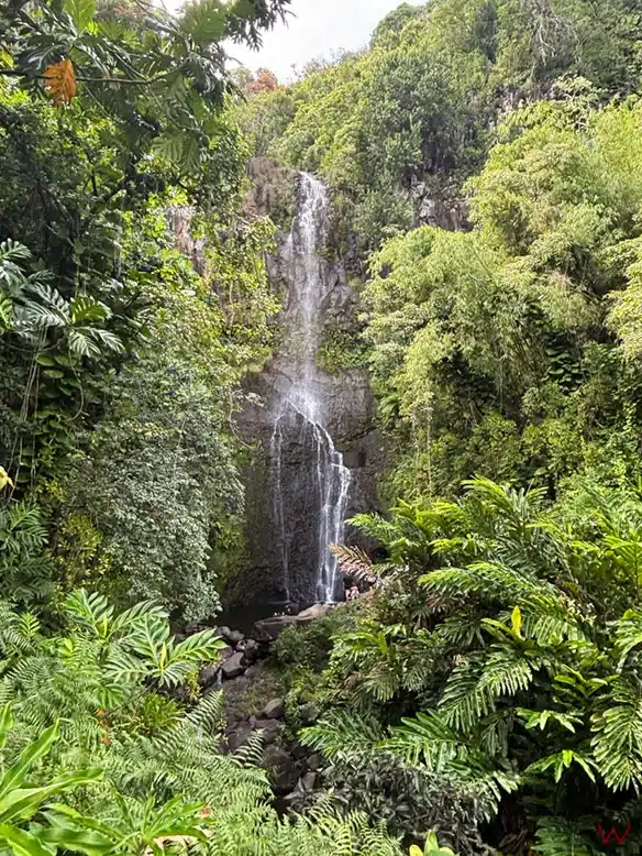 Cascada rodeada de vegetación exuberante.